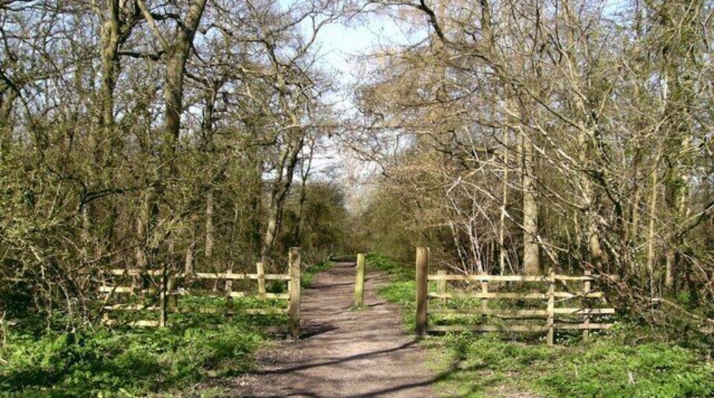 Bradley Woods Looking north west from the car park and children's play area roughly in the centre of the wood. Bradley Wood and the nearby Dixon Wood are ancient, being mentioned in the Domesday Book of 1086, and called "broad wood". The importance of this was recognised by the local council in 1998, and was declared a local Nature Reserve. More information can be found on: http://www.nelincs.gov.uk/leisure/parks/bradley-dixon.htm