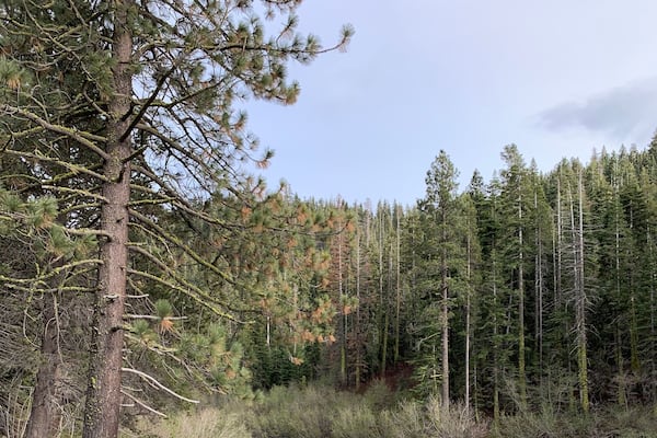 The view of Truckee river on a sunny spring day in North Lake Tahoe, California. Mountain river in Sierra Nevada. West coast vacation destinations. California roadtrip.