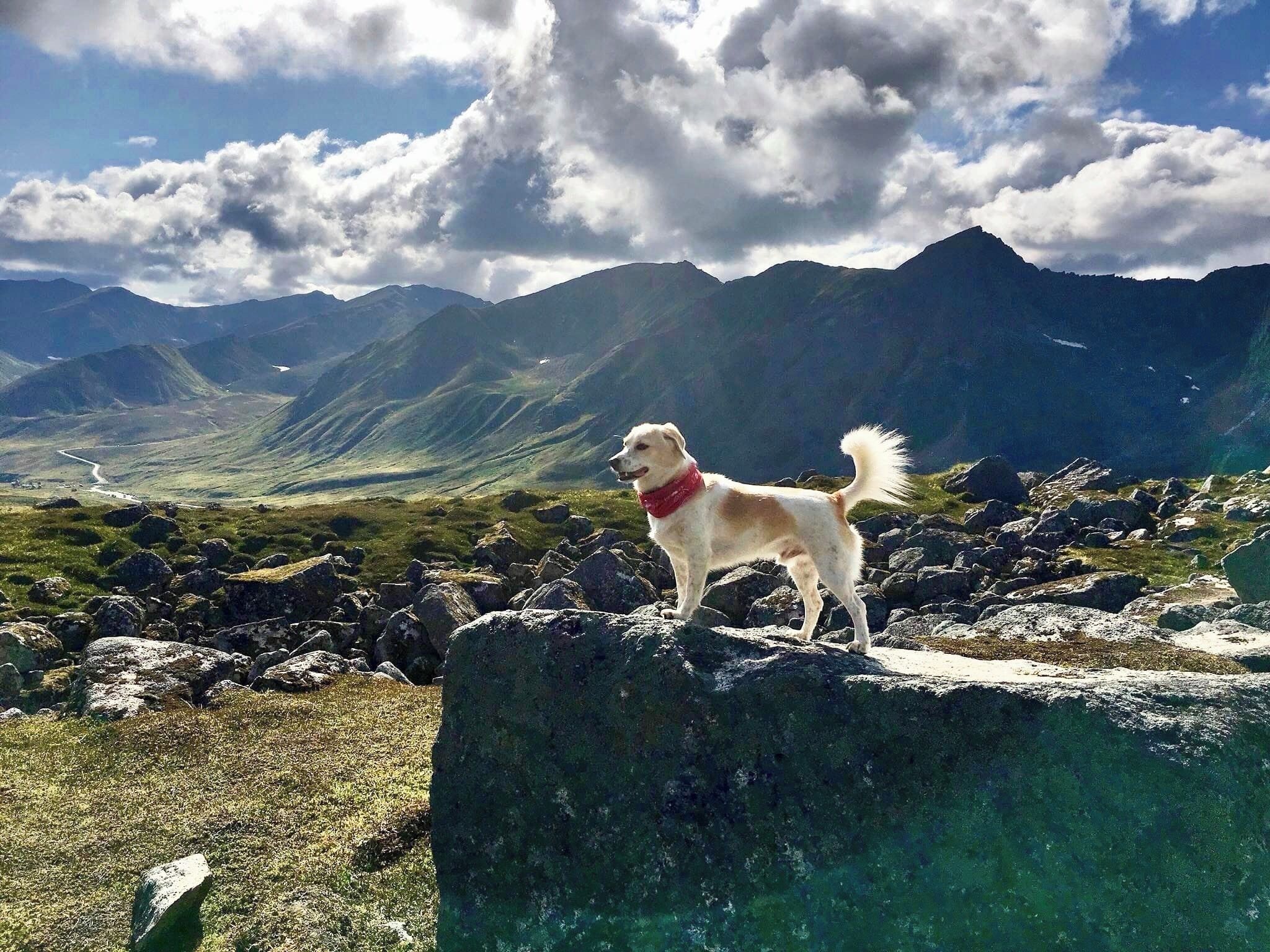 Jughead takes the scenery in during our hike to the Gold Cord Lake. #Adventure