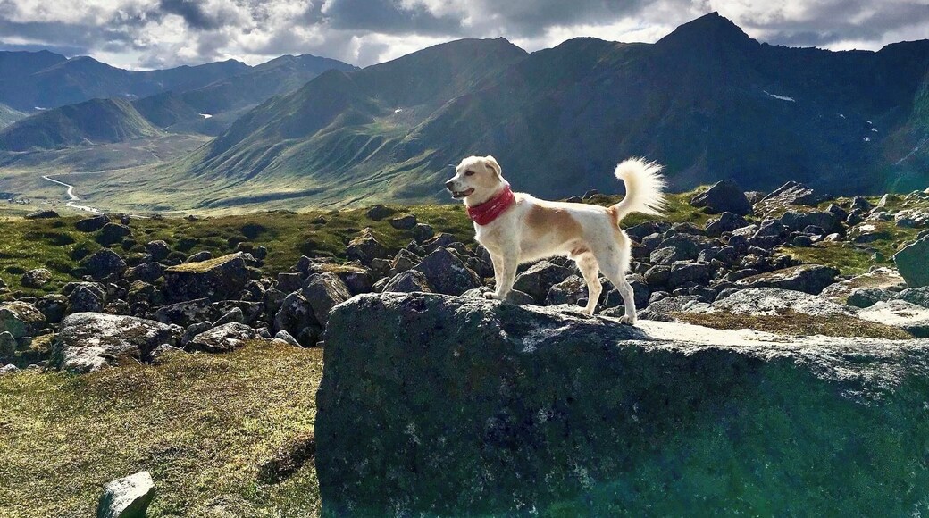 Jughead takes the scenery in during our hike to the Gold Cord Lake. #Adventure