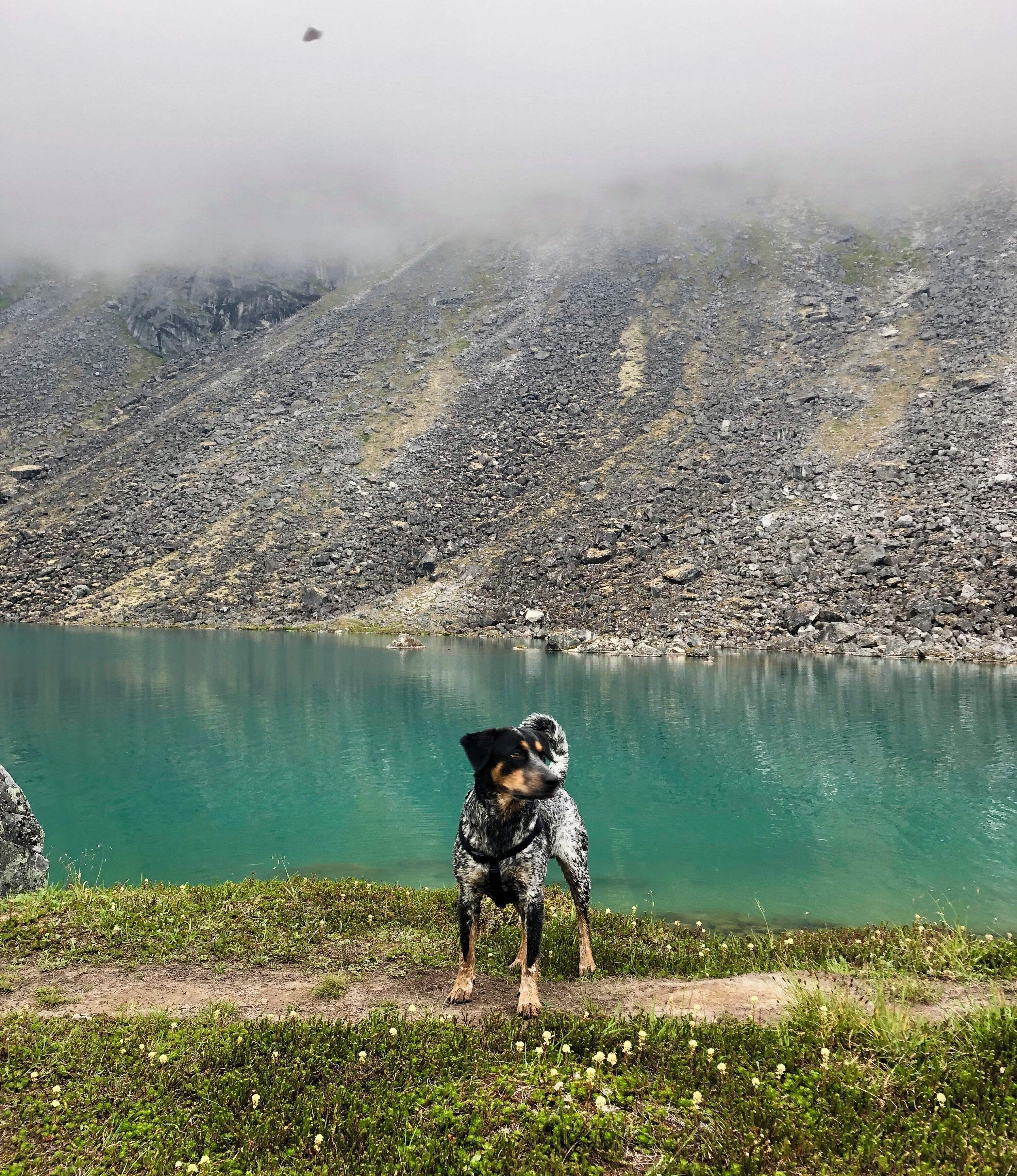 Haru explores Alaska with my family and I this summer. Here we are at Lower Reed Lake.
_
#Adventure #ReedLakestrail #LowerReedLake