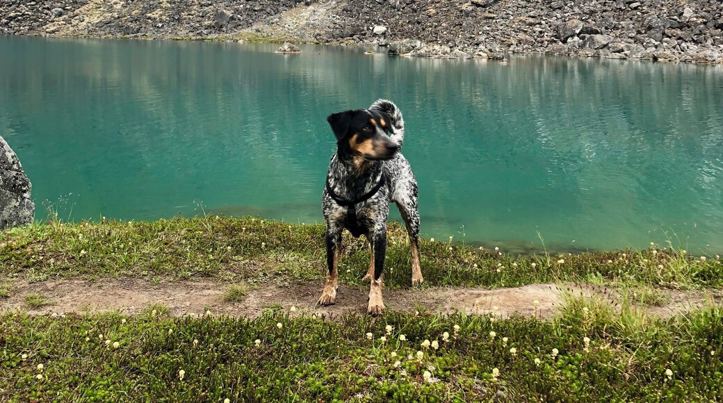 Haru explores Alaska with my family and I this summer. Here we are at Lower Reed Lake.
_
#Adventure #ReedLakestrail #LowerReedLake