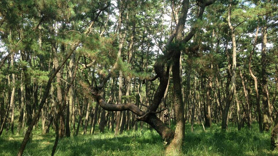 佐賀県唐津市・虹の松原