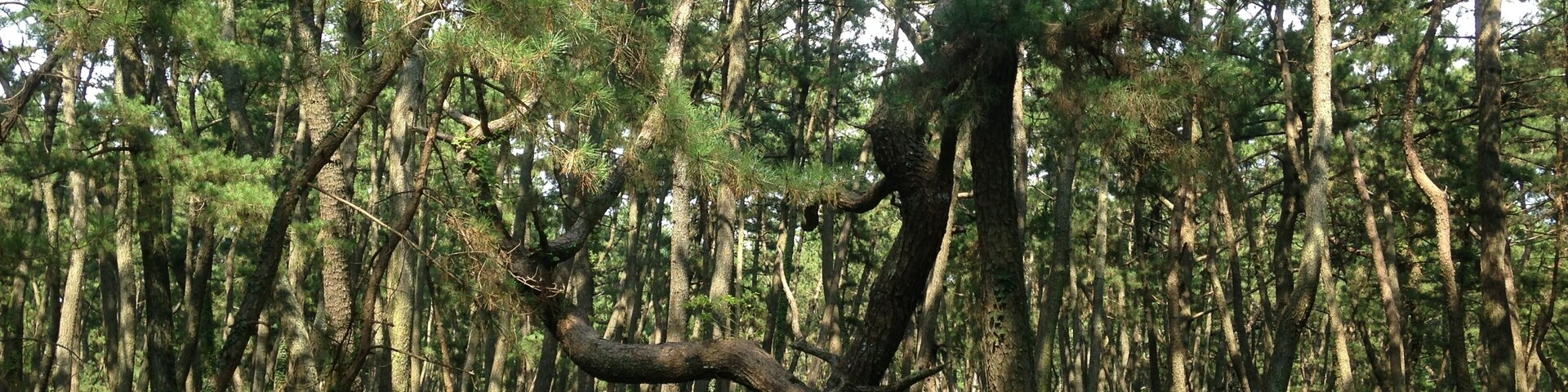 佐賀県唐津市・虹の松原