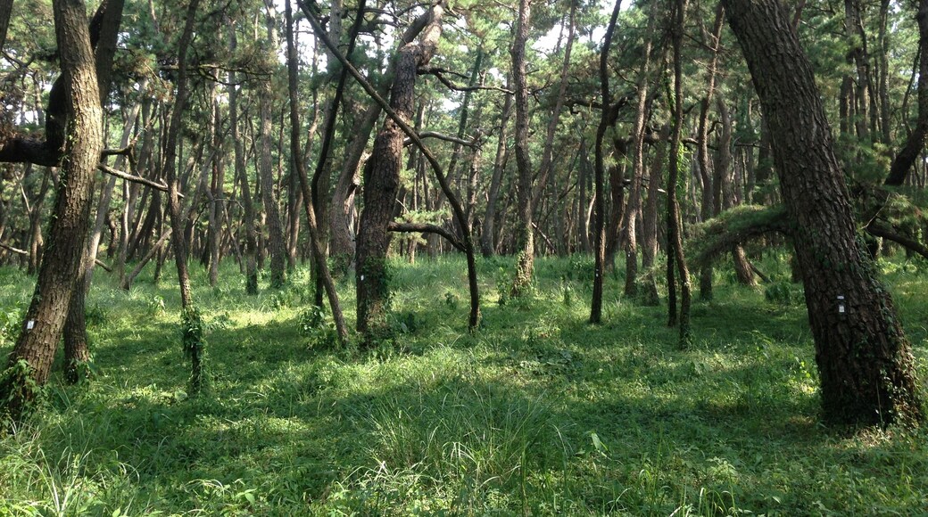 佐賀県唐津市・虹の松原