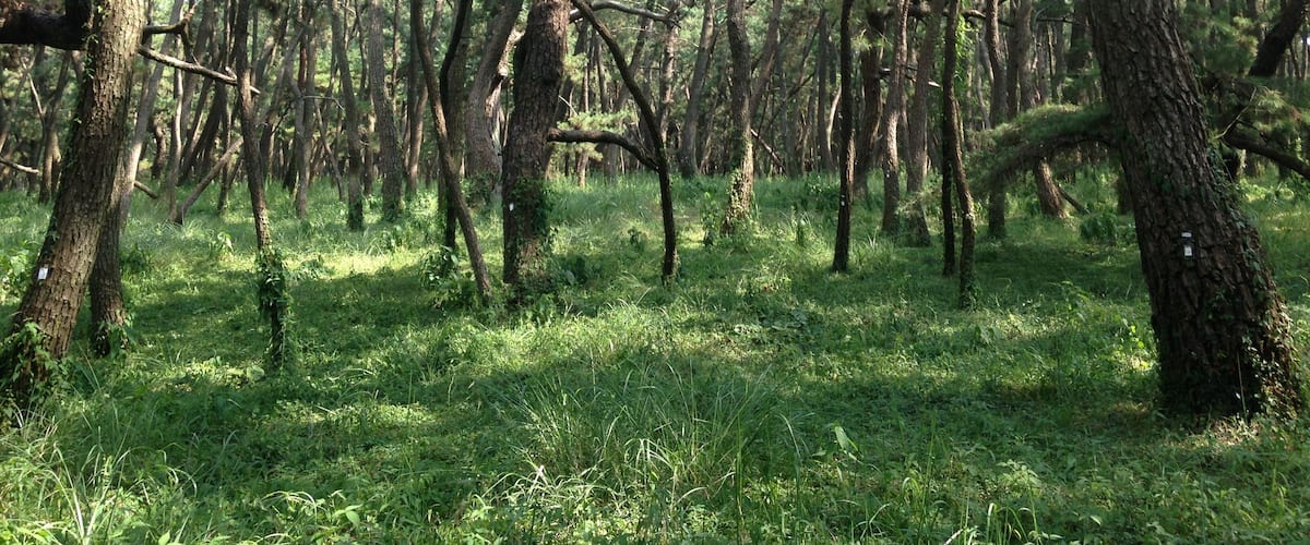佐賀県唐津市・虹の松原