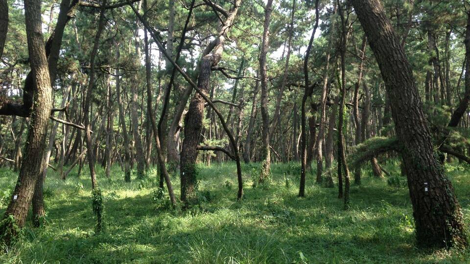 佐賀県唐津市・虹の松原