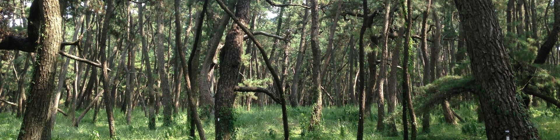 佐賀県唐津市・虹の松原