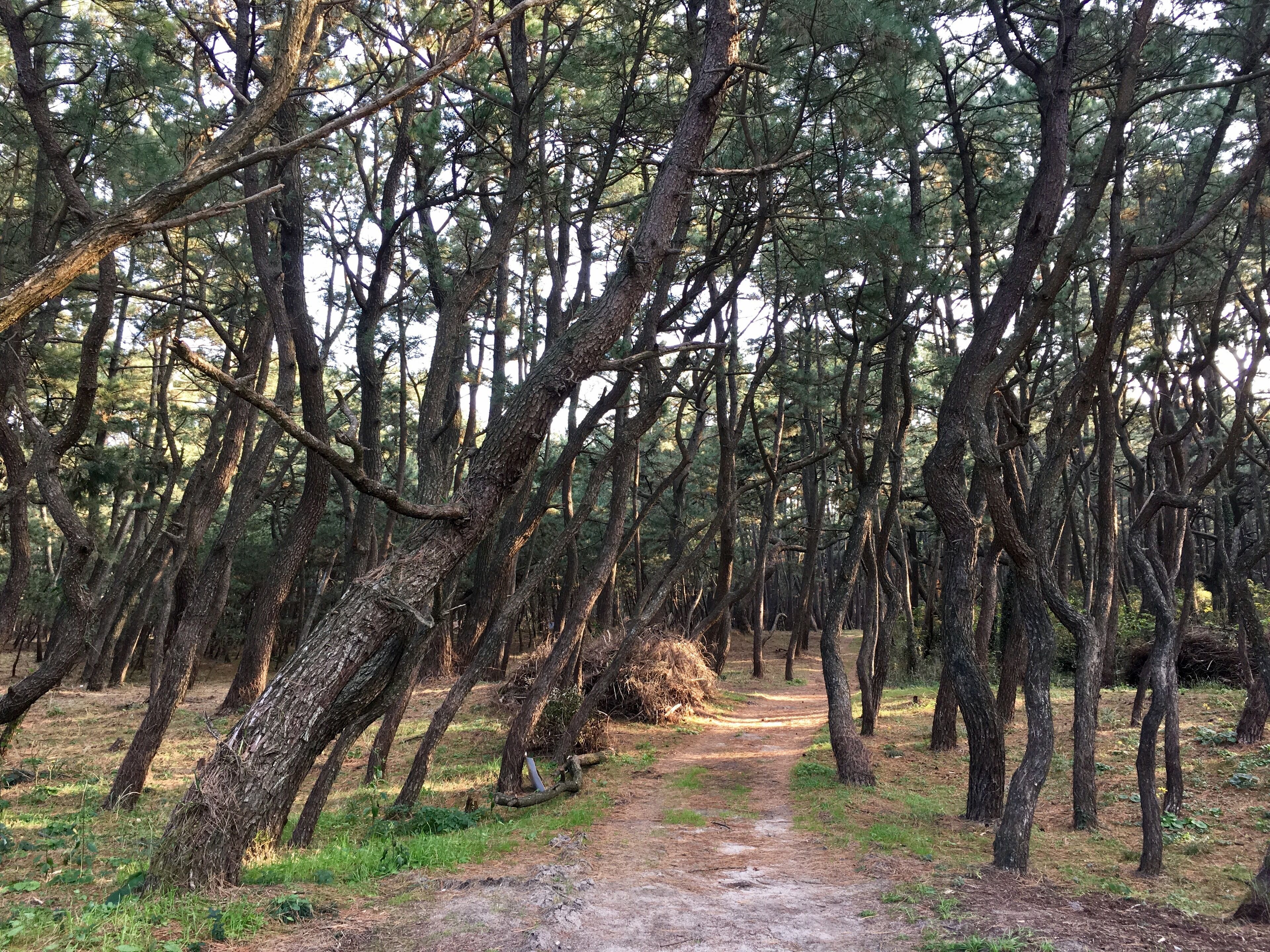 Uma floresta com uma trilha de terra.
