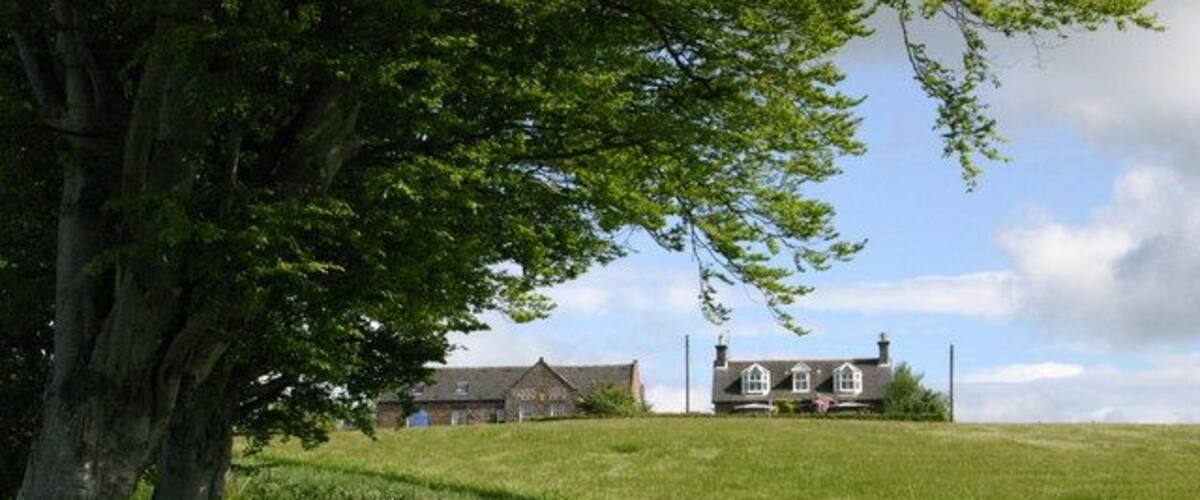 A rural road curving through a grassy field with a large tree on the left and a house in the background.