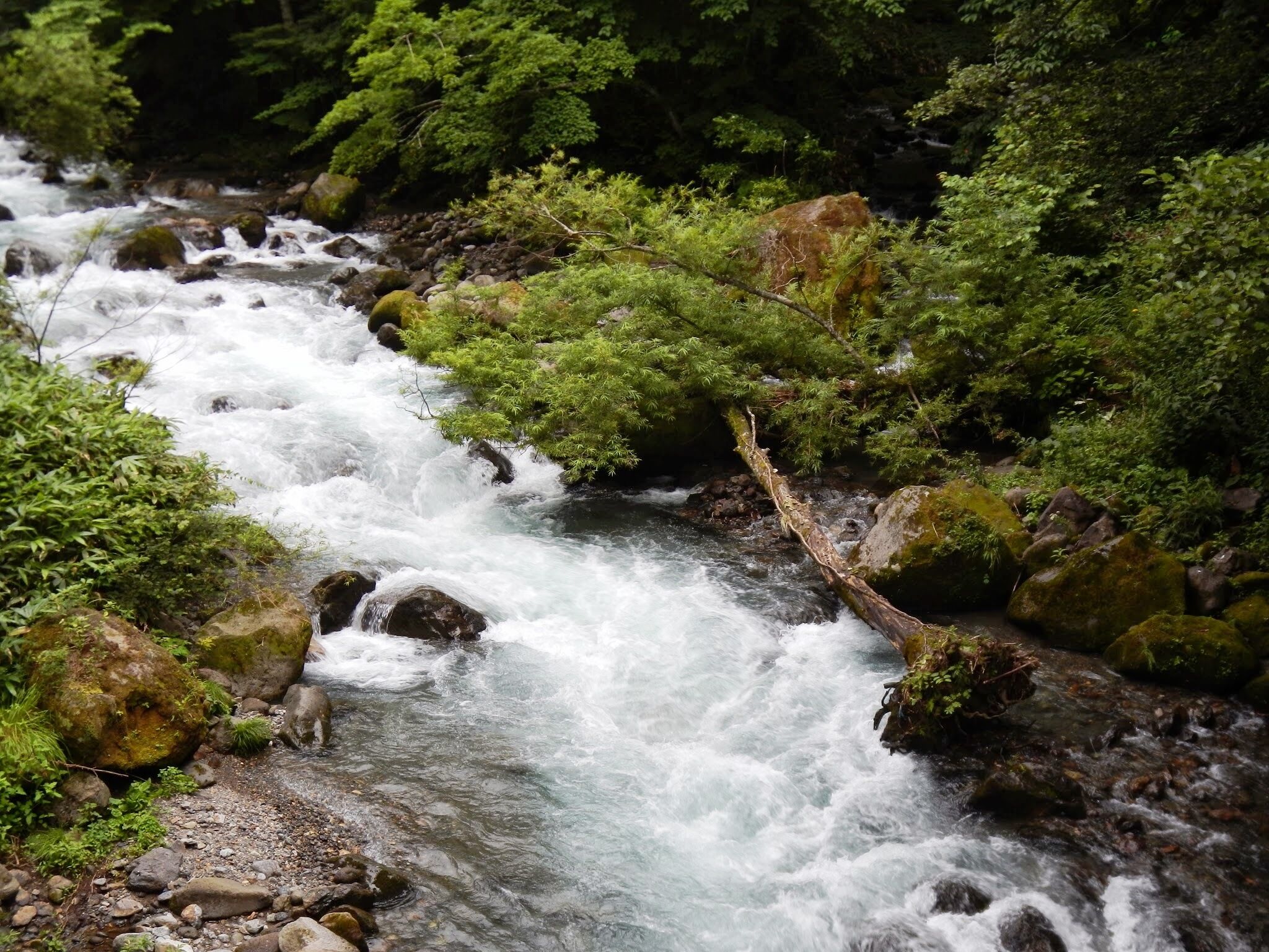 A fast-flowing river with rocks and lush green vegetation.