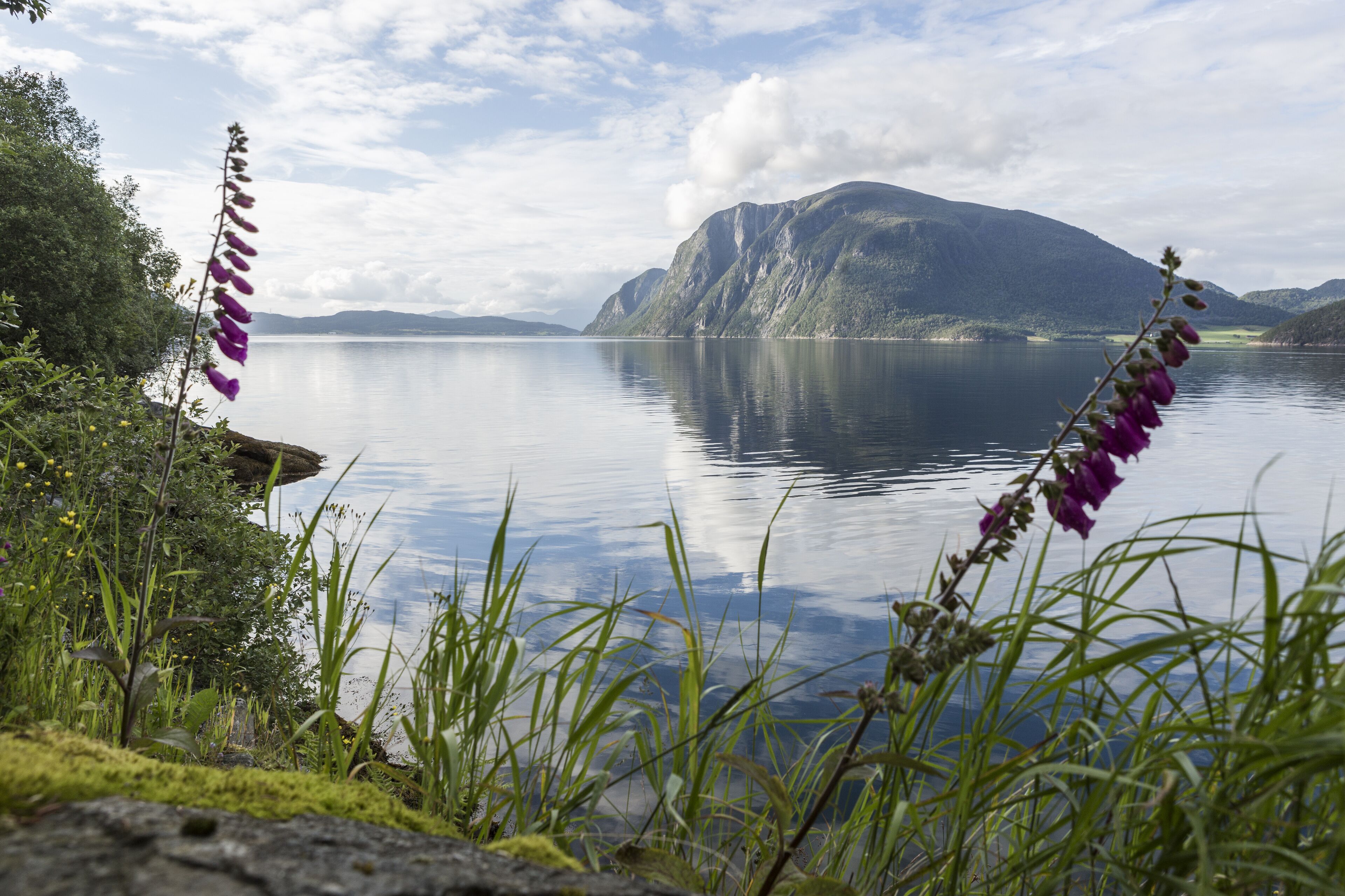 A calm lake with mountains in the background and purple flowers in the foreground.