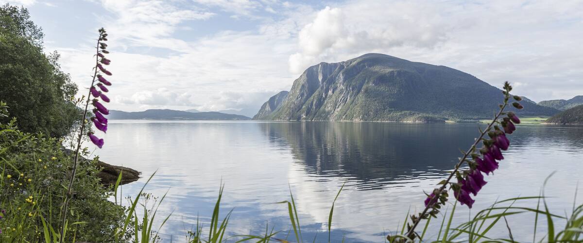 A calm lake with mountains in the background and purple flowers in the foreground.