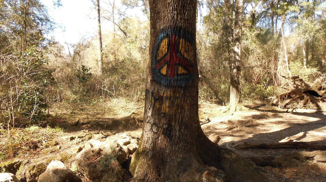 This tree serves as a marker to the Peace Cave located right behind it. This is one of several caves in the area that are fun to explore.
Bring your camera and flashlight and get ready for an adventure. Peace Cave is probably the largest of the caves allowing for standing room in some areas.
Some of the caves are so small I would only recommend braving them to the adventurers who have no fear of tight, dark spaces or bats.
Pets are allowed and visitors can enjoy taking their pooch for a walk on the trails.