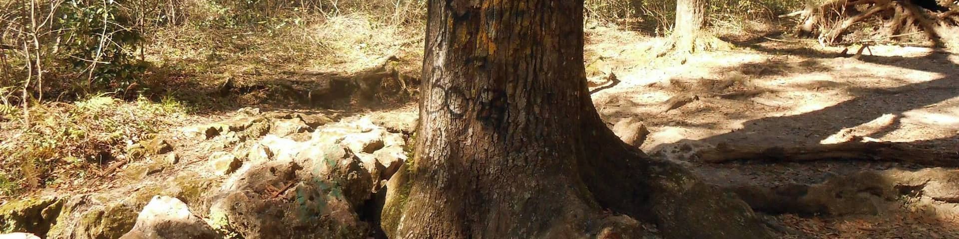 This tree serves as a marker to the Peace Cave located right behind it. This is one of several caves in the area that are fun to explore.
Bring your camera and flashlight and get ready for an adventure. Peace Cave is probably the largest of the caves allowing for standing room in some areas.
Some of the caves are so small I would only recommend braving them to the adventurers who have no fear of tight, dark spaces or bats.
Pets are allowed and visitors can enjoy taking their pooch for a walk on the trails.