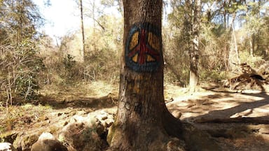 This tree serves as a marker to the Peace Cave located right behind it. This is one of several caves in the area that are fun to explore.
Bring your camera and flashlight and get ready for an adventure. Peace Cave is probably the largest of the caves allowing for standing room in some areas.
Some of the caves are so small I would only recommend braving them to the adventurers who have no fear of tight, dark spaces or bats.
Pets are allowed and visitors can enjoy taking their pooch for a walk on the trails.