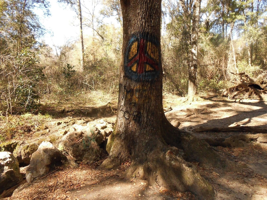 This tree serves as a marker to the Peace Cave located right behind it. This is one of several caves in the area that are fun to explore.
Bring your camera and flashlight and get ready for an adventure. Peace Cave is probably the largest of the caves allowing for standing room in some areas.
Some of the caves are so small I would only recommend braving them to the adventurers who have no fear of tight, dark spaces or bats.
Pets are allowed and visitors can enjoy taking their pooch for a walk on the trails.