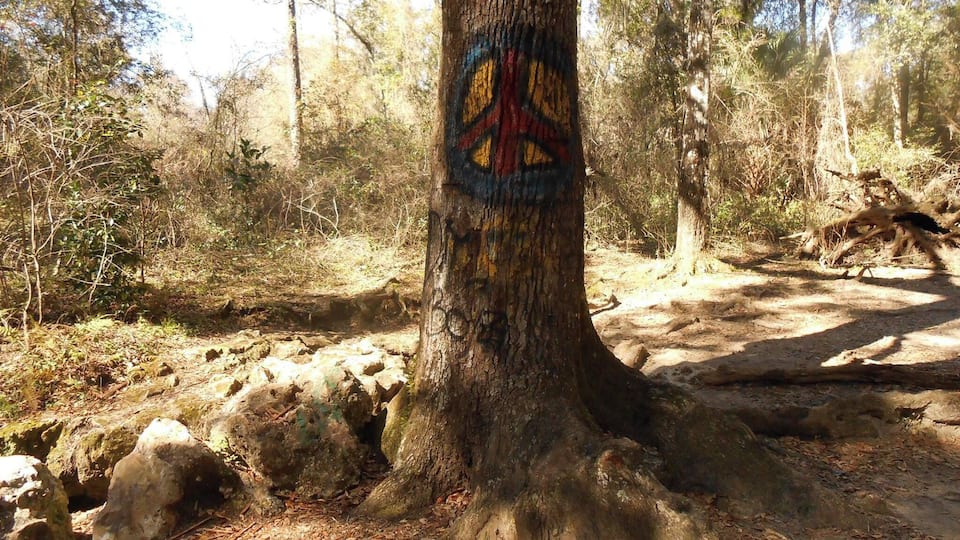 A tree with a peace symbol painted on it in a forest.