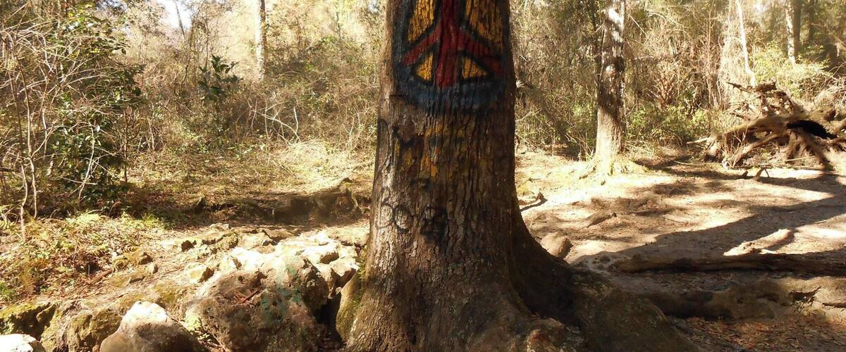 A tree with a peace symbol painted on it in a forest.