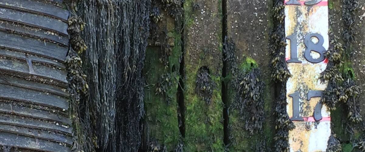 A weathered wooden door with moss and vines growing on it, and a vertical sign with numbers from 15 to 20.