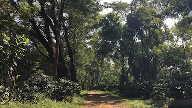 Un sendero arbolado con árboles altos y maleza densa.