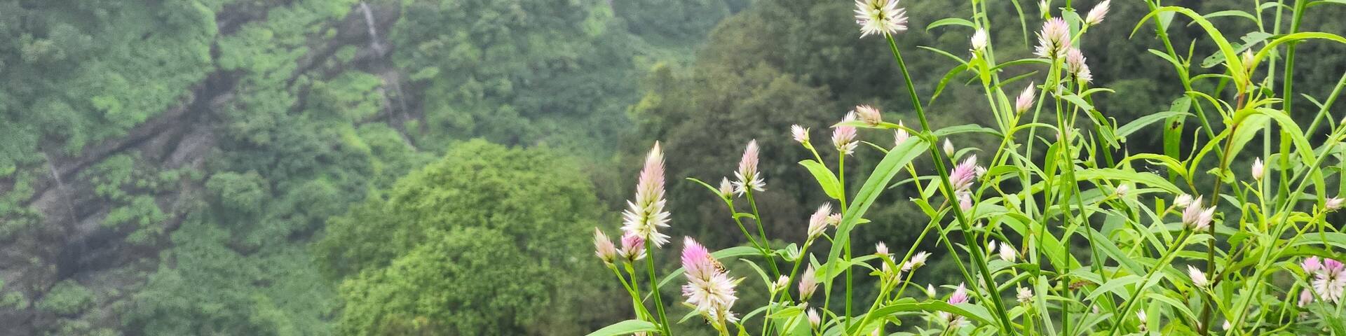 Lonavala, Maharashtra India - Sep 09 2023: A Foggy day at Rajmachi View Point Lonavala.