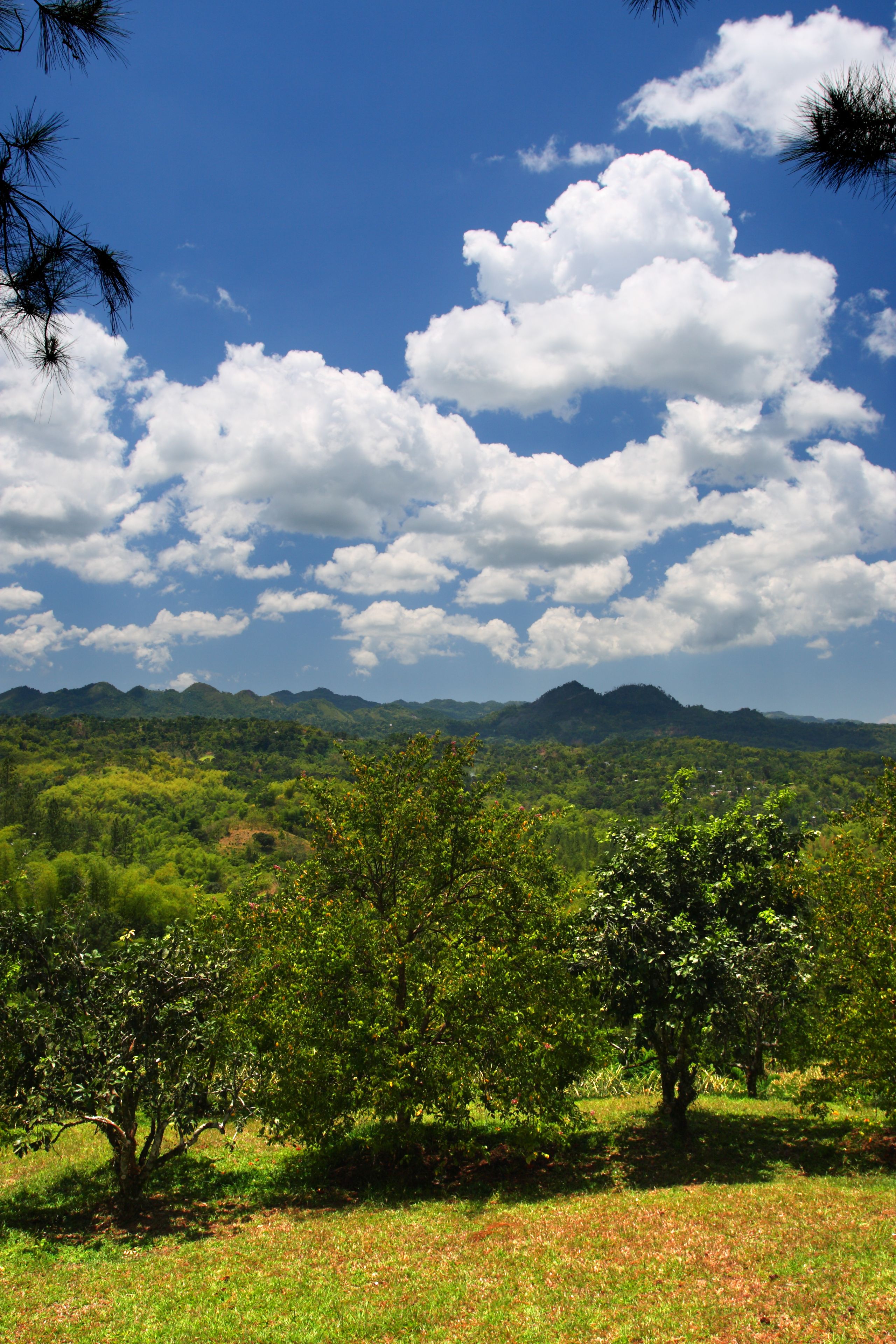 A landscape with a clear blue sky, scattered clouds, and a green forest with hills in the background.