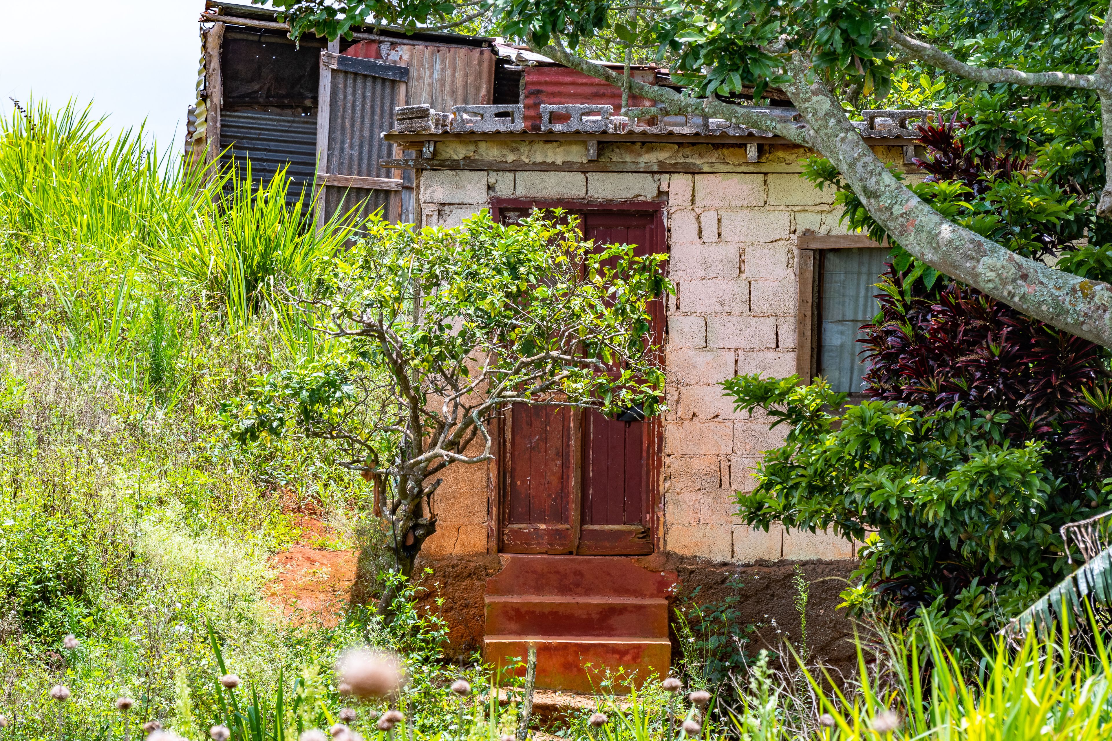 A rustic building with a red door, surrounded by lush greenery and a tree.