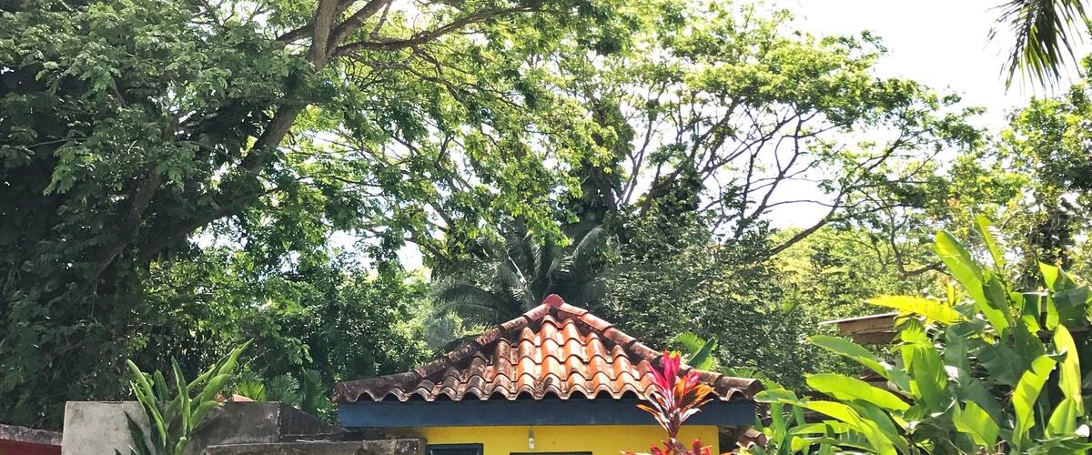 A small yellow house with a red door, surrounded by lush greenery and trees.