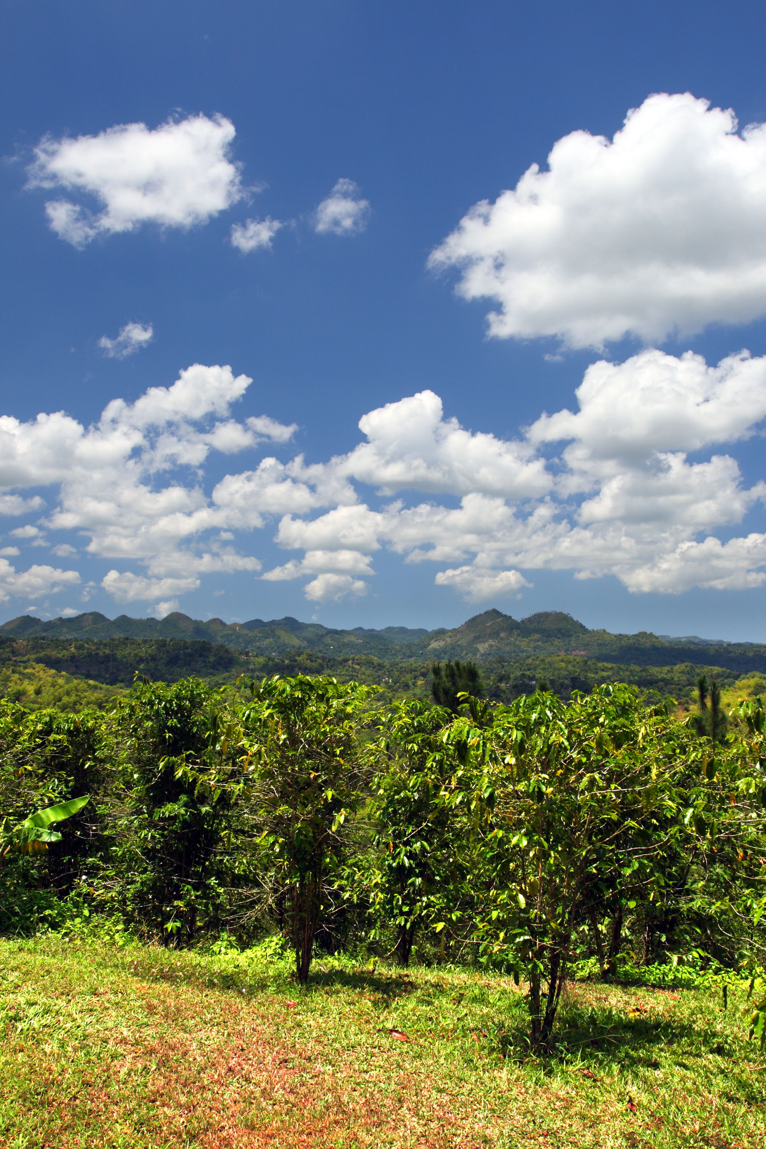 A lush green landscape with a clear blue sky and scattered clouds.