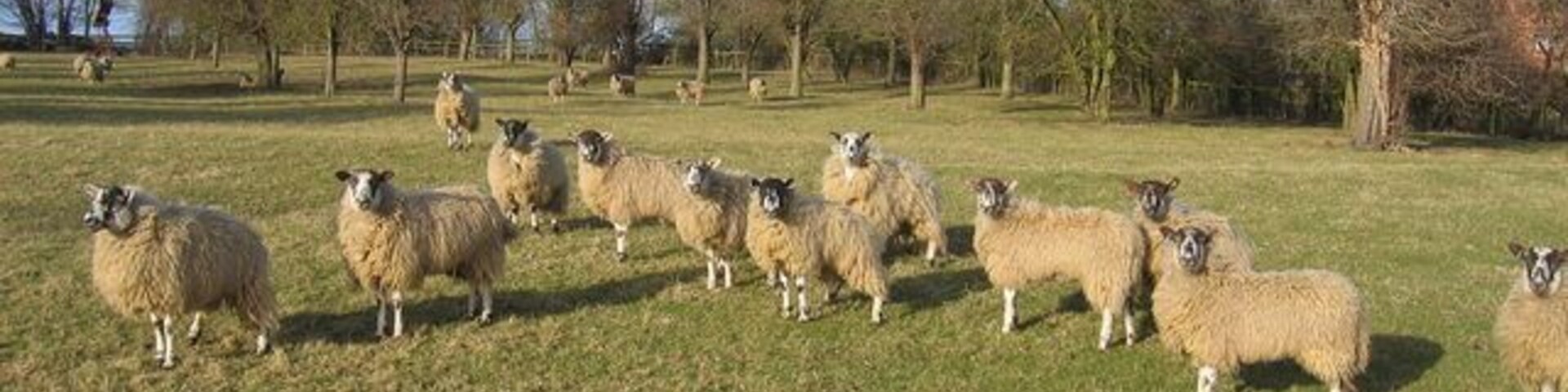 An attentive audience. A very well groomed flock of sheep in Lower Binton who seemed very friendly and keen to stop and watch anyone walking through "their" field most intently.