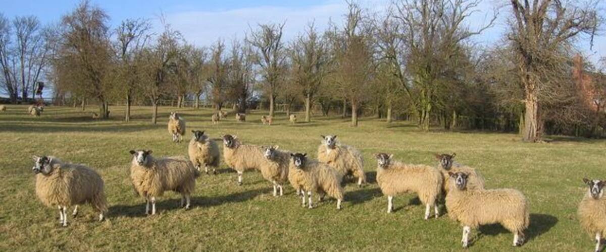 A grassy field with a flock of sheep and leafless trees in the background.