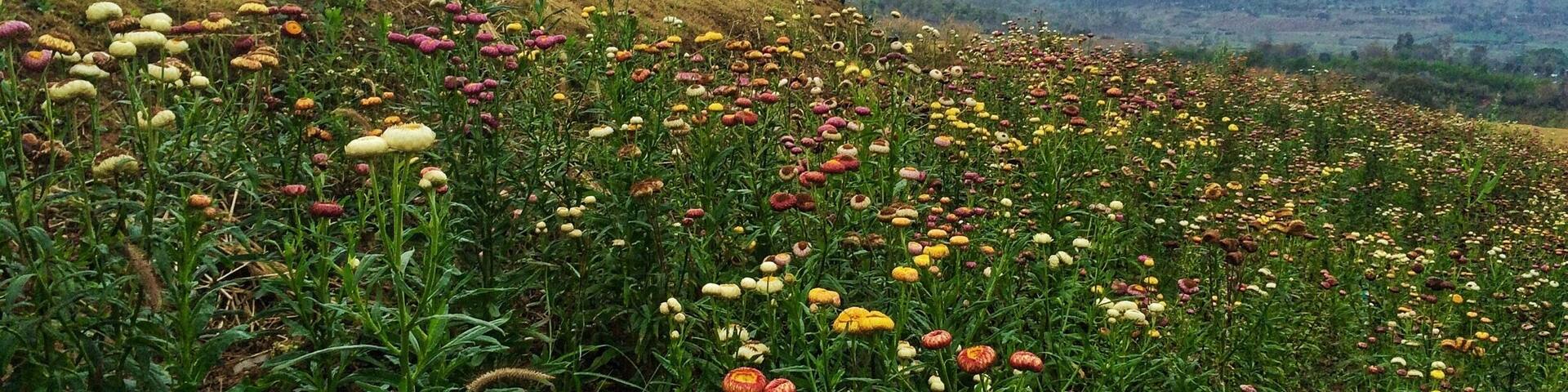 Summer in Pai, Mae Hong Son, Thailand #LifeAtExpedia