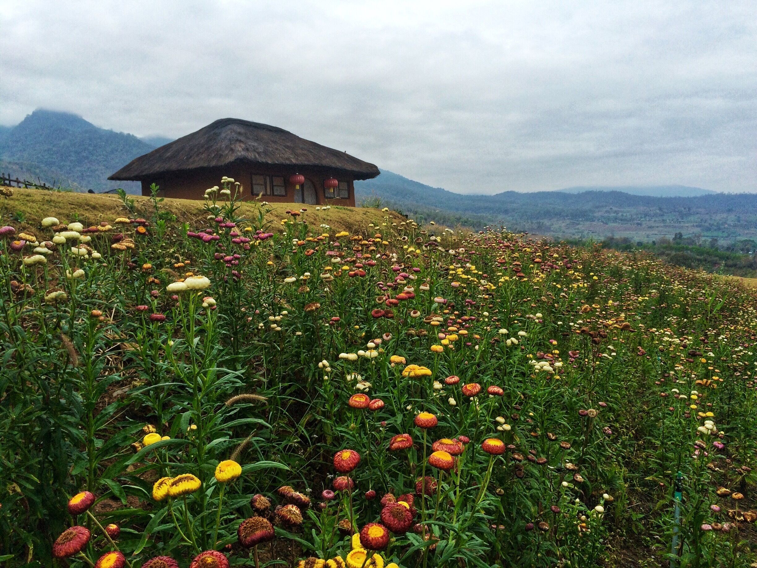 A house on a hill surrounded by a field of colorful flowers.
