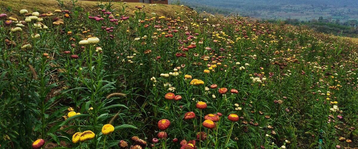 A house on a hill surrounded by a field of colorful flowers.
