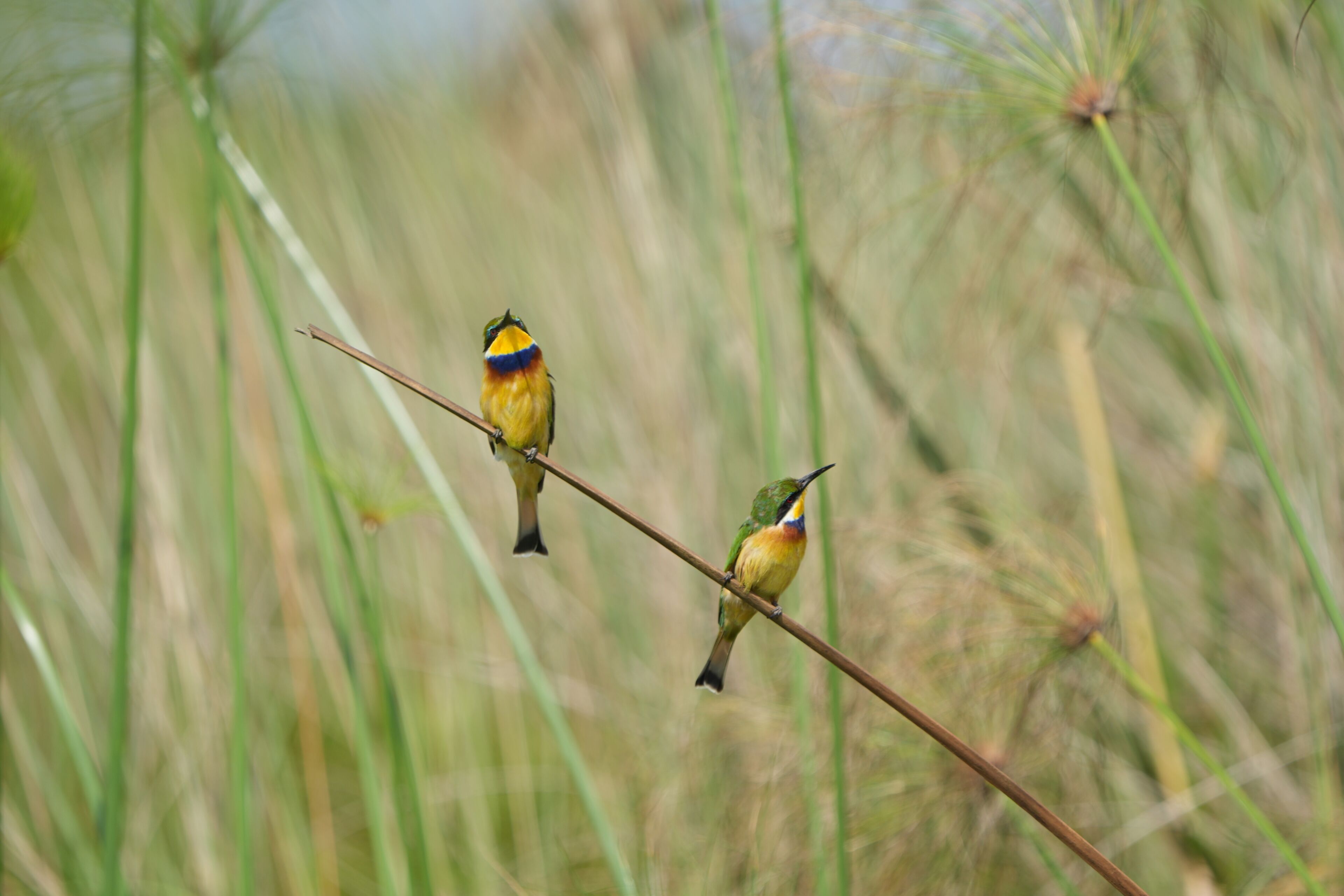 pair of little bee-eater (Merops pusillus) sitting on a small branch in the mabamba swamp in Uganda entebbe, portrait of little bee eaters, pair of birds