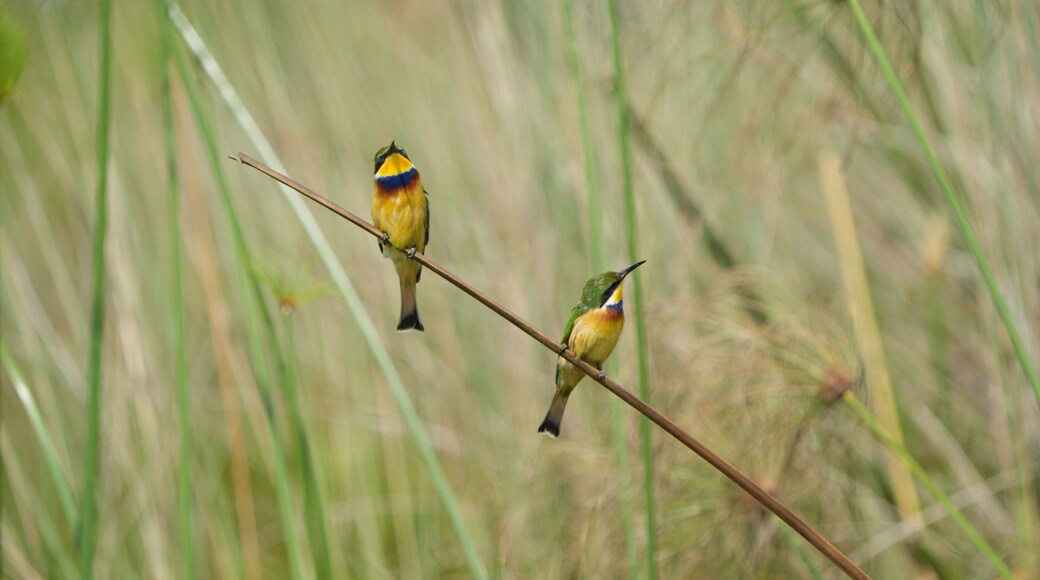 pair of little bee-eater (Merops pusillus) sitting on a small branch in the mabamba swamp in Uganda entebbe, portrait of little bee eaters, pair of birds