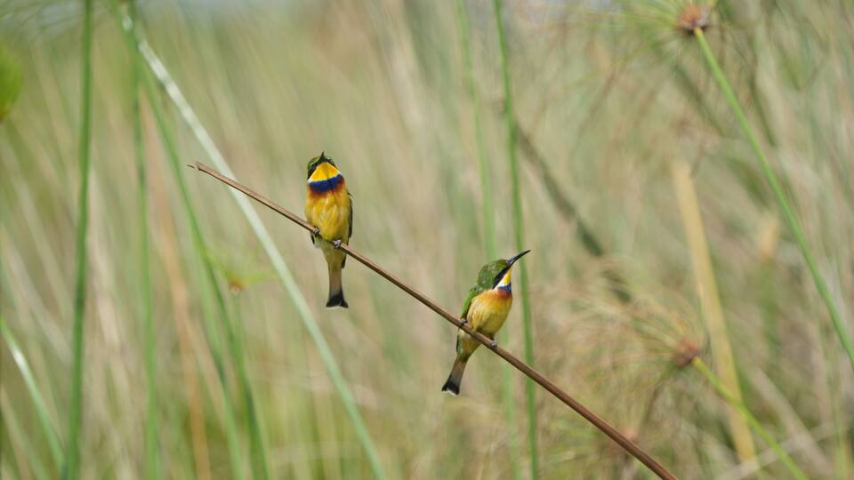 pair of little bee-eater (Merops pusillus) sitting on a small branch in the mabamba swamp in Uganda entebbe, portrait of little bee eaters, pair of birds