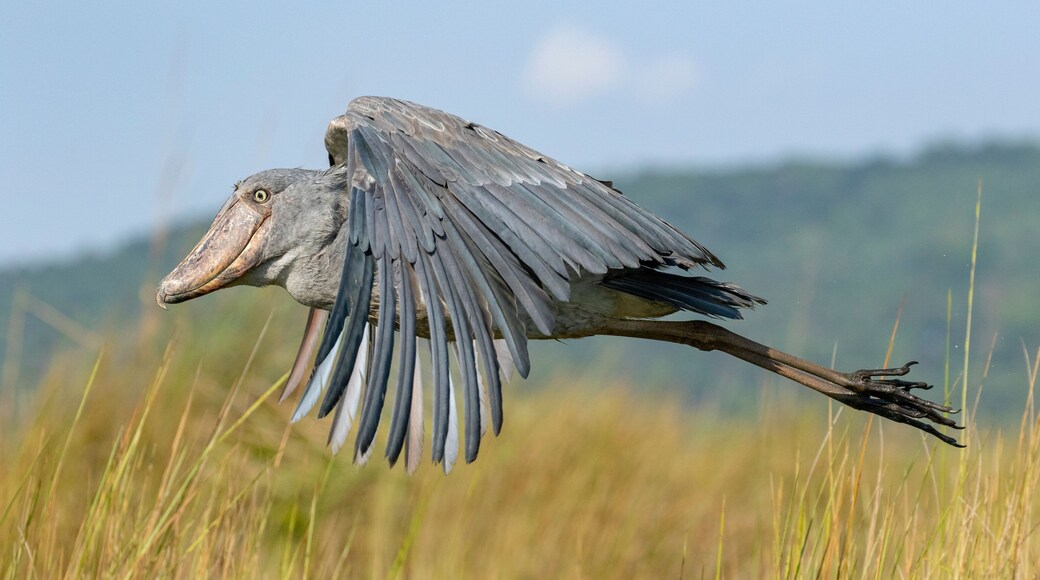 Shoebill inflight at Mabamba Swamp Uganda