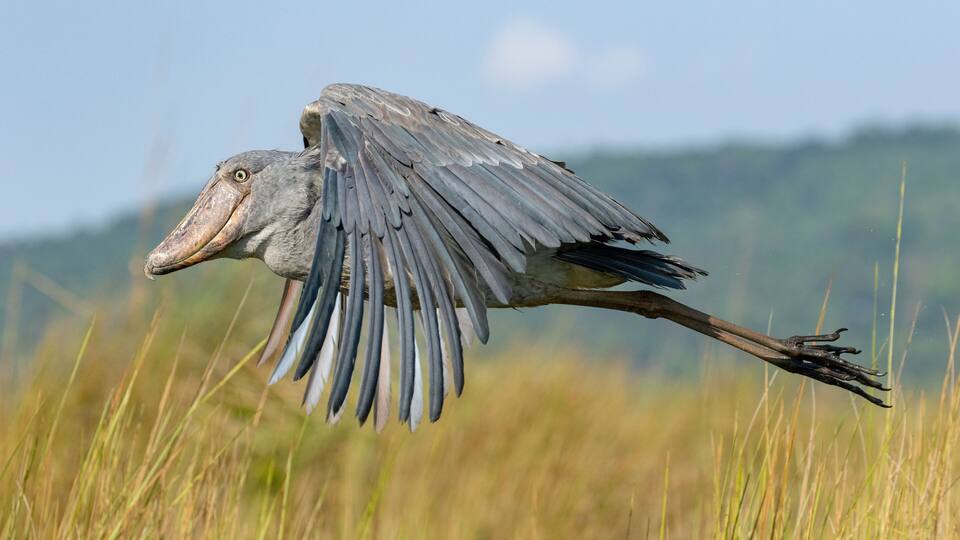 Shoebill inflight at Mabamba Swamp Uganda