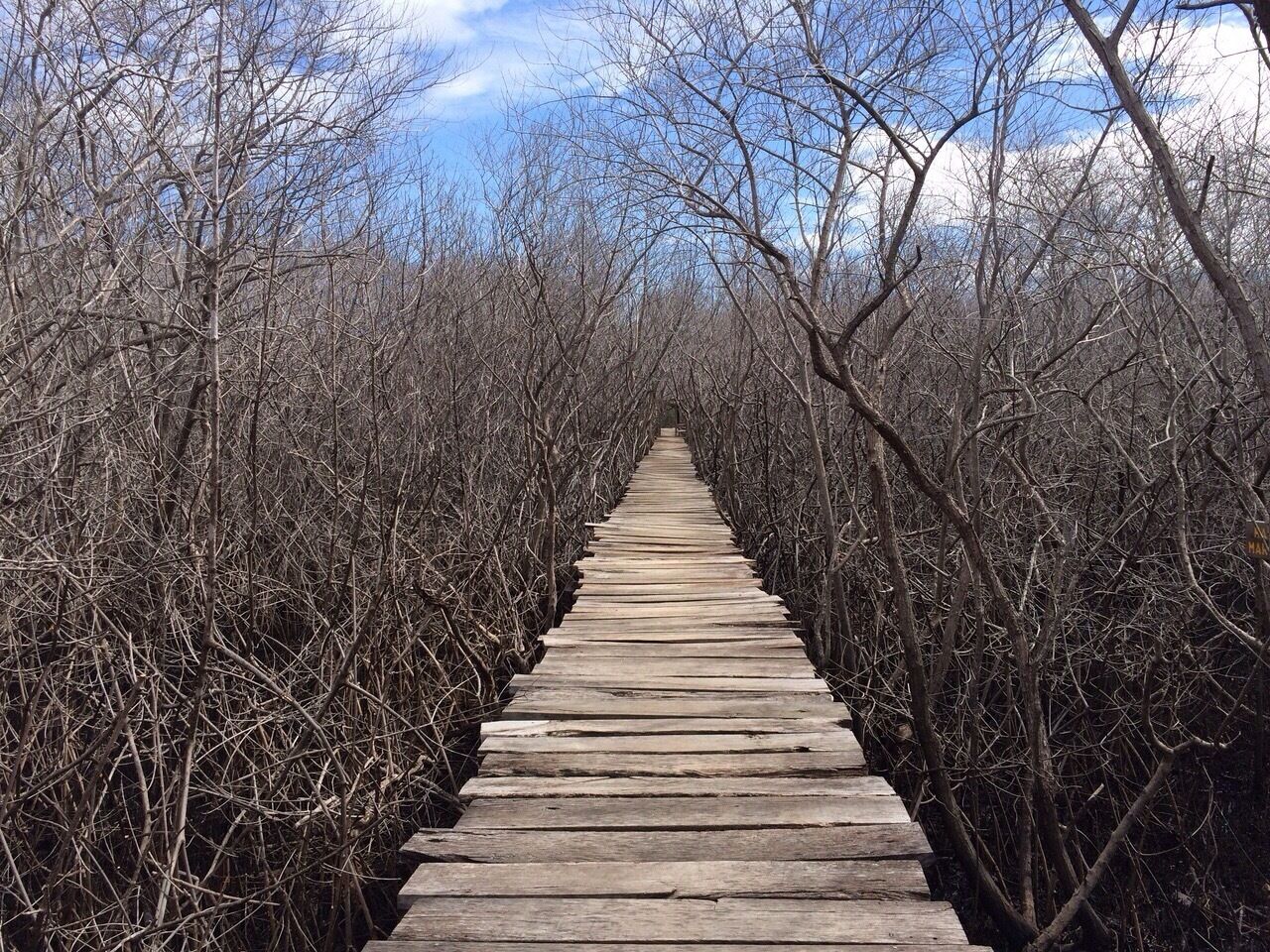 A wooden boardwalk through a dense, leafless forest.