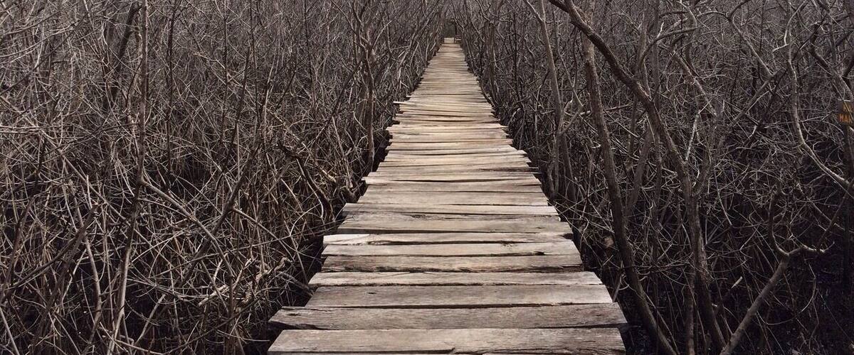 A wooden boardwalk through a dense, leafless forest.