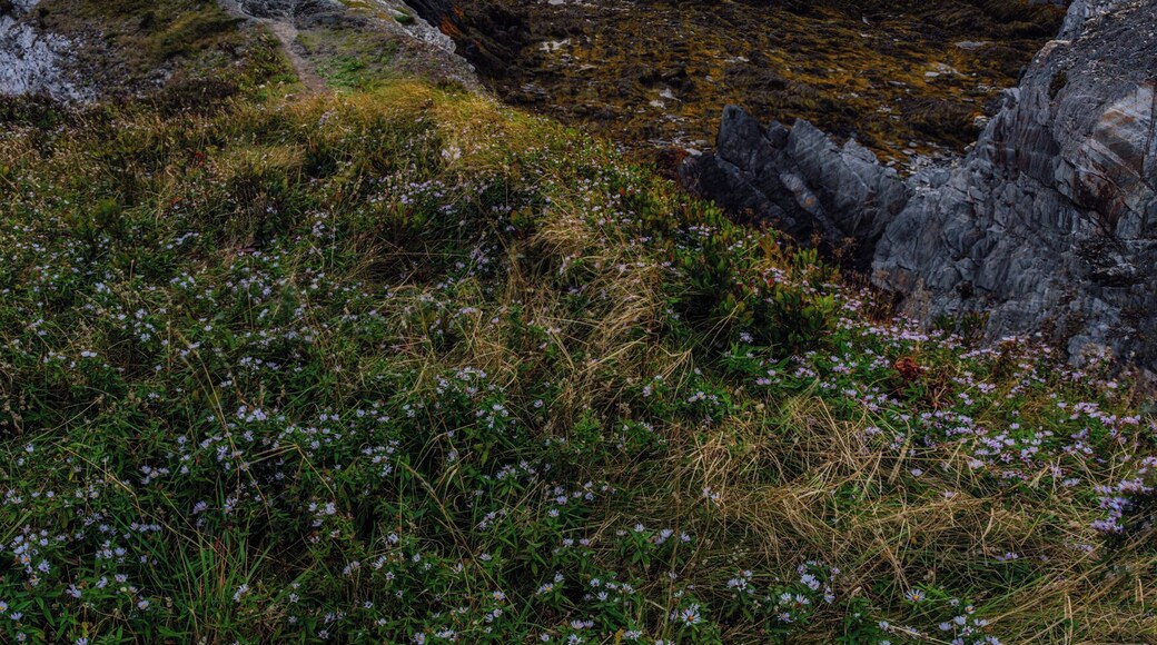 To those lucky enough to live next to jagged coastline this might be a normal view. But, to those who travel far and seek the remote this is a dream come true. Listening to waves crash in, seals bark on the rocks, and a strong wind break across jagged rocks. I could be here forever.