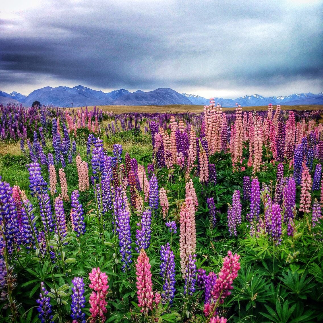 A field of lupine flowers with mountains in the background.