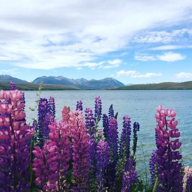 A lake with purple and pink flowers in the foreground and mountains in the background.