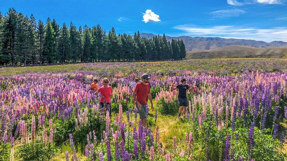 A field of purple lupine flowers with people walking among them.