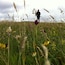 Wildflowers at Derrynane Beach.