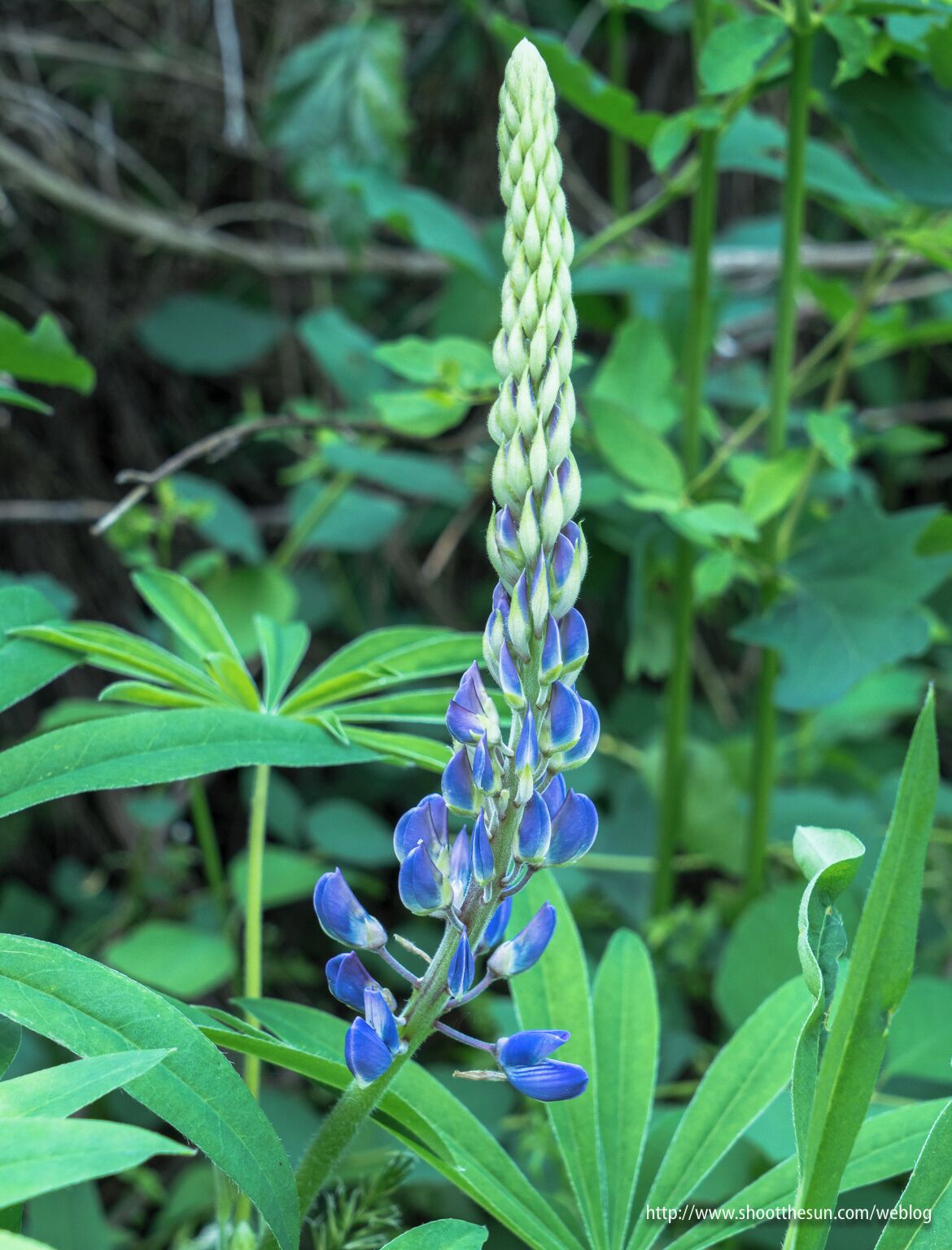 Young Lupine.