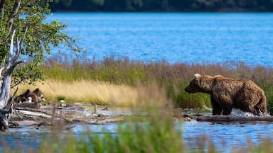 Un ours marchant dans une zone peu profonde où l’eau est présente, avec une forêt et un lac en arrière-plan.