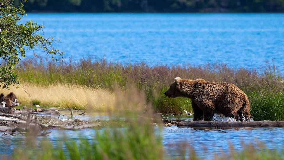 A bear walking through a shallow water area with a forest and a lake in the background.